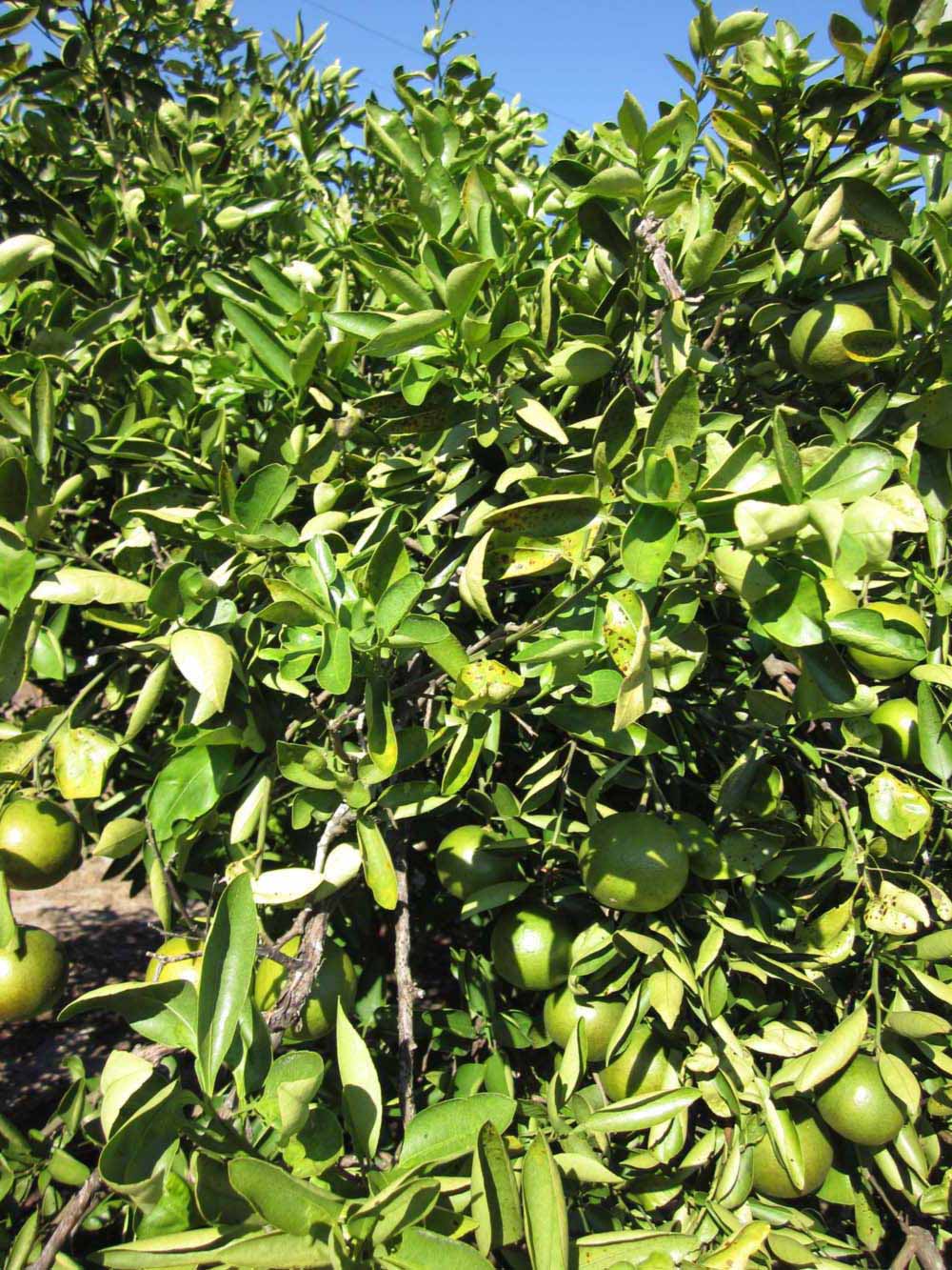              Sun leaves (Winter Haven, FL)       